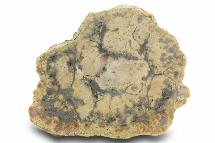 Polished Dinosaur Coprolite Nodule Half - Utah #307975